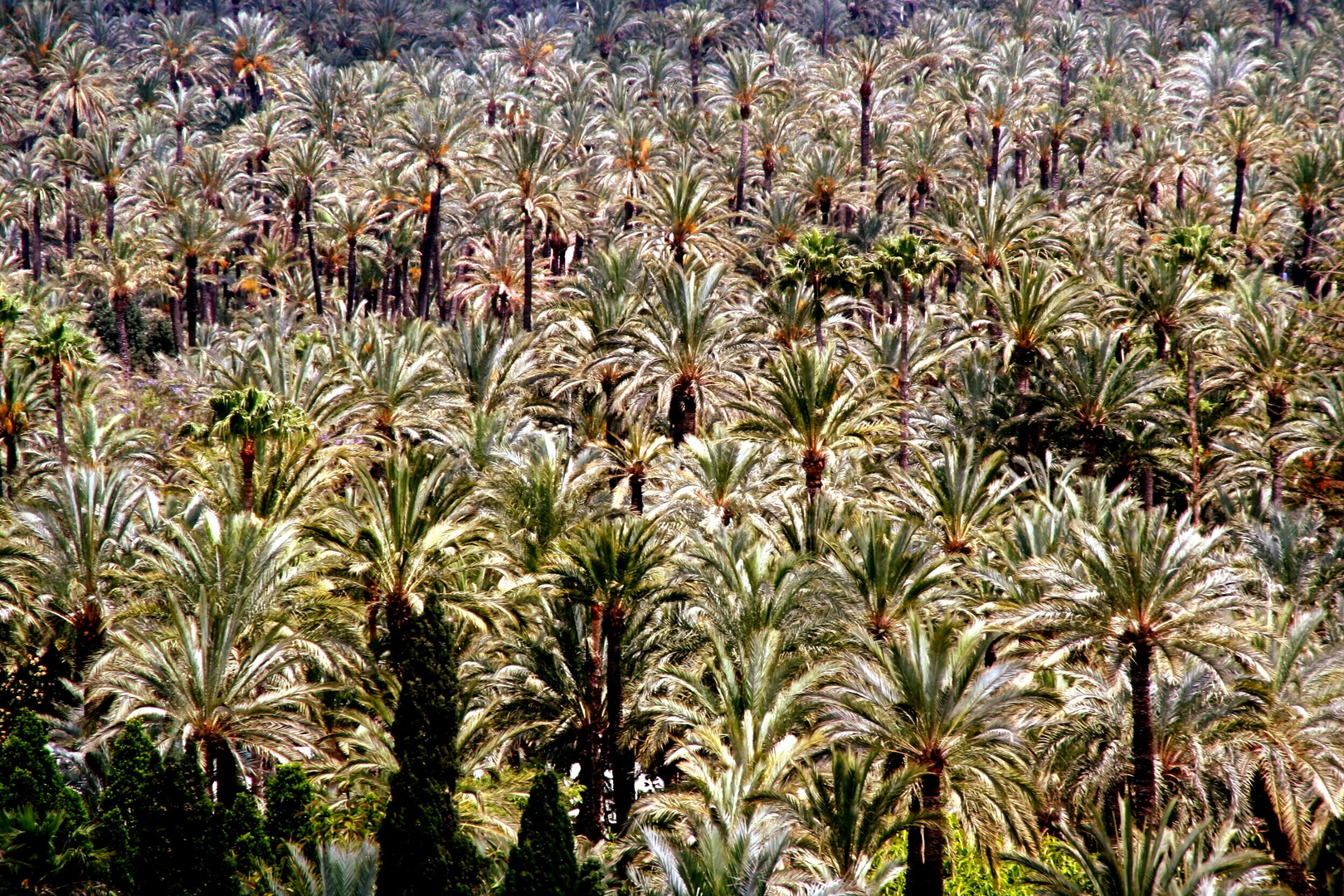 Palmengarten in Elche/ Spanien