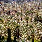 Palmengarten in Elche/ Spanien