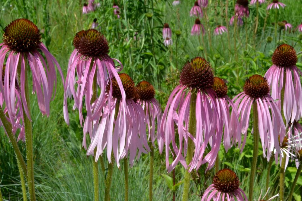 Palmengarten: Prärie-Igelköpfe