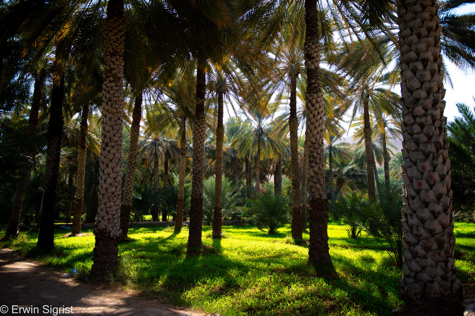 Palmenhain (Birkat al Mauz) - Oman