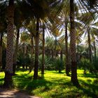 Palmenhain (Birkat al Mauz) - Oman