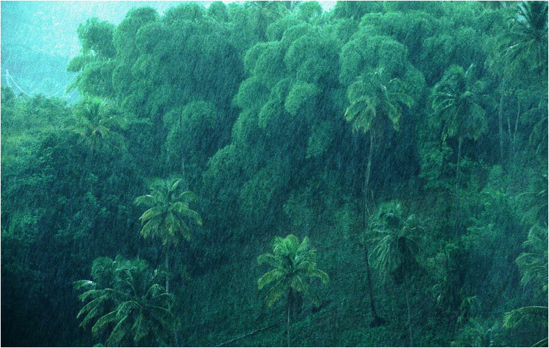 Palmenhain im Regen