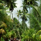 Palmenhain - La Digue