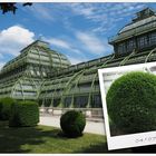 Palmenhaus