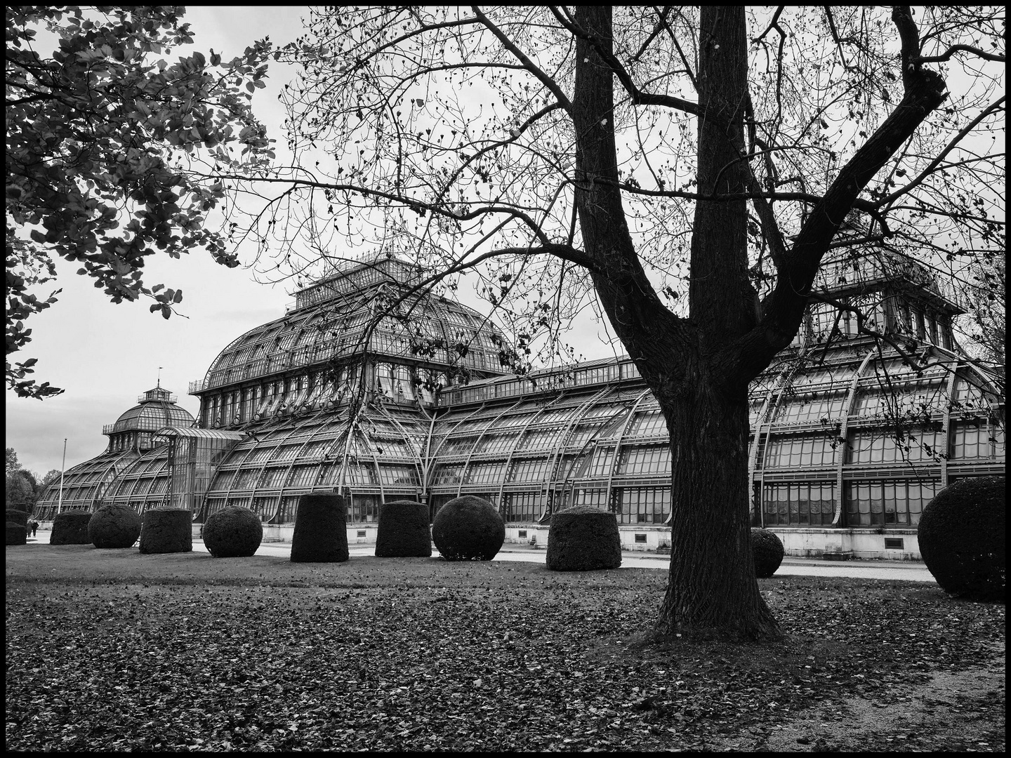 Palmenhaus in Wien Schönbrunn 