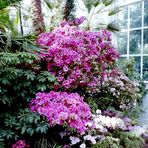 Palmenhaus Wien / Schönbrunn. Ein Antiwinter Farbklecks.