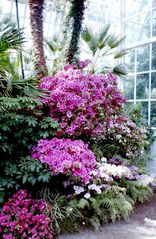 Palmenhaus Wien / Schönbrunn. Ein Antiwinter Farbklecks.