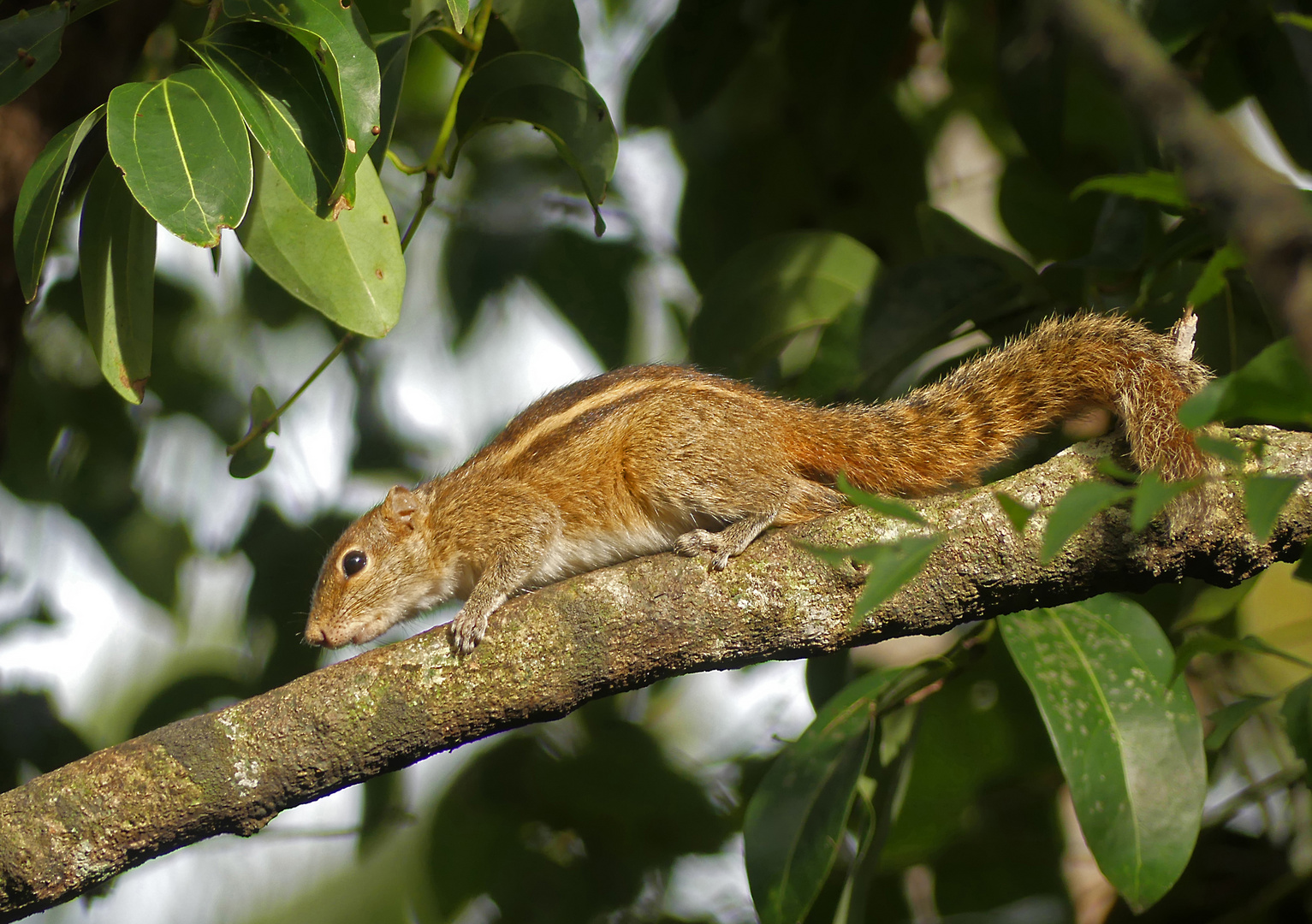 Palmenhörnchen