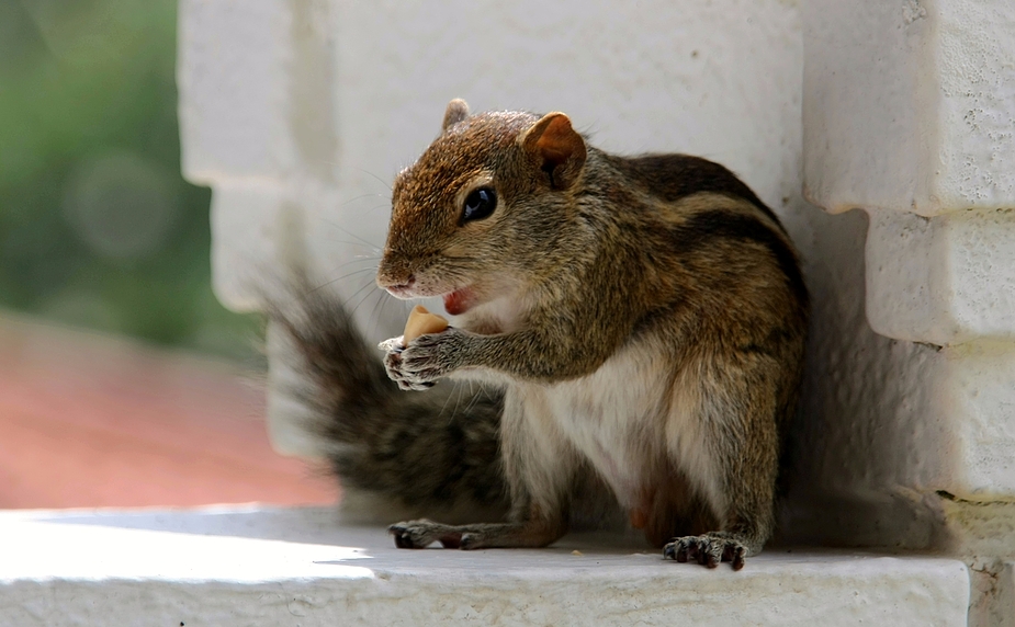 Palmenhörnchen