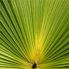 palmenmandala