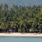 Palmenmeer auf Koh Samui