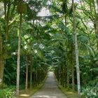 Palmenpfad in den Azoren