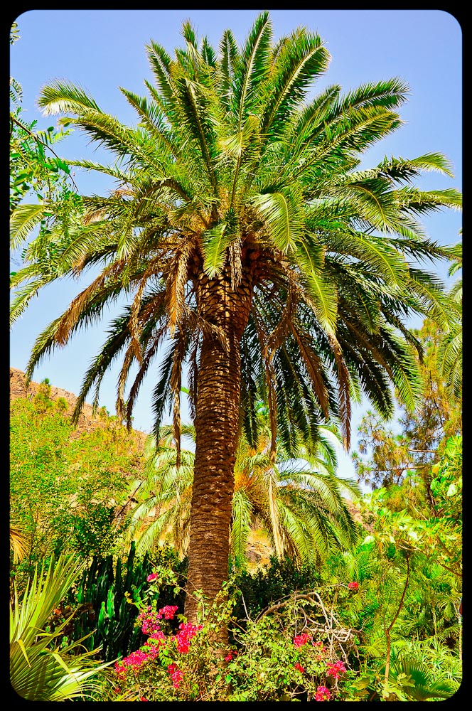 Palmenpracht auf Gran Canaria