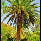 Palmenpracht auf Gran Canaria