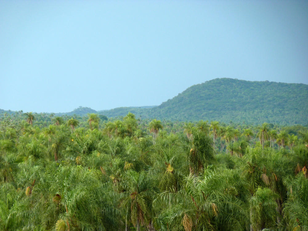 Palmensavanne in Paraguay