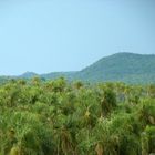 Palmensavanne in Paraguay