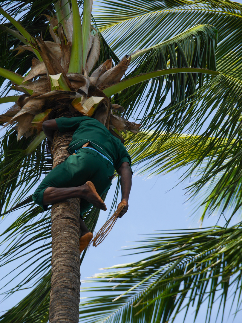 Palmenschneider auf Zanzibar