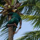 Palmenschneider auf Zanzibar