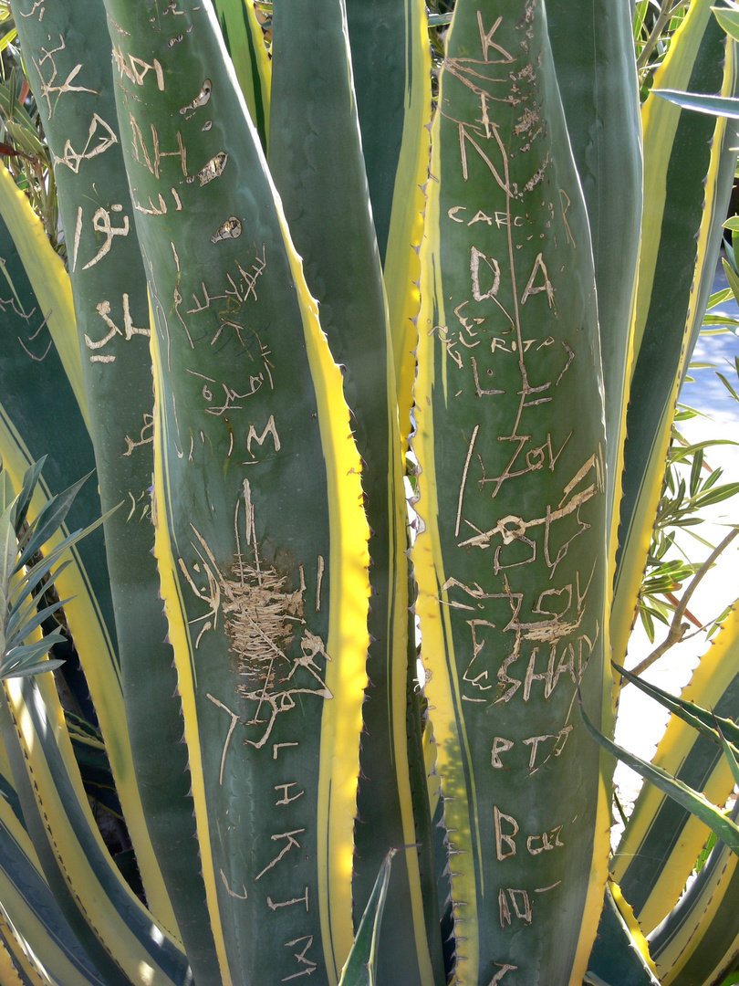 Palmenschrift bei Malaba