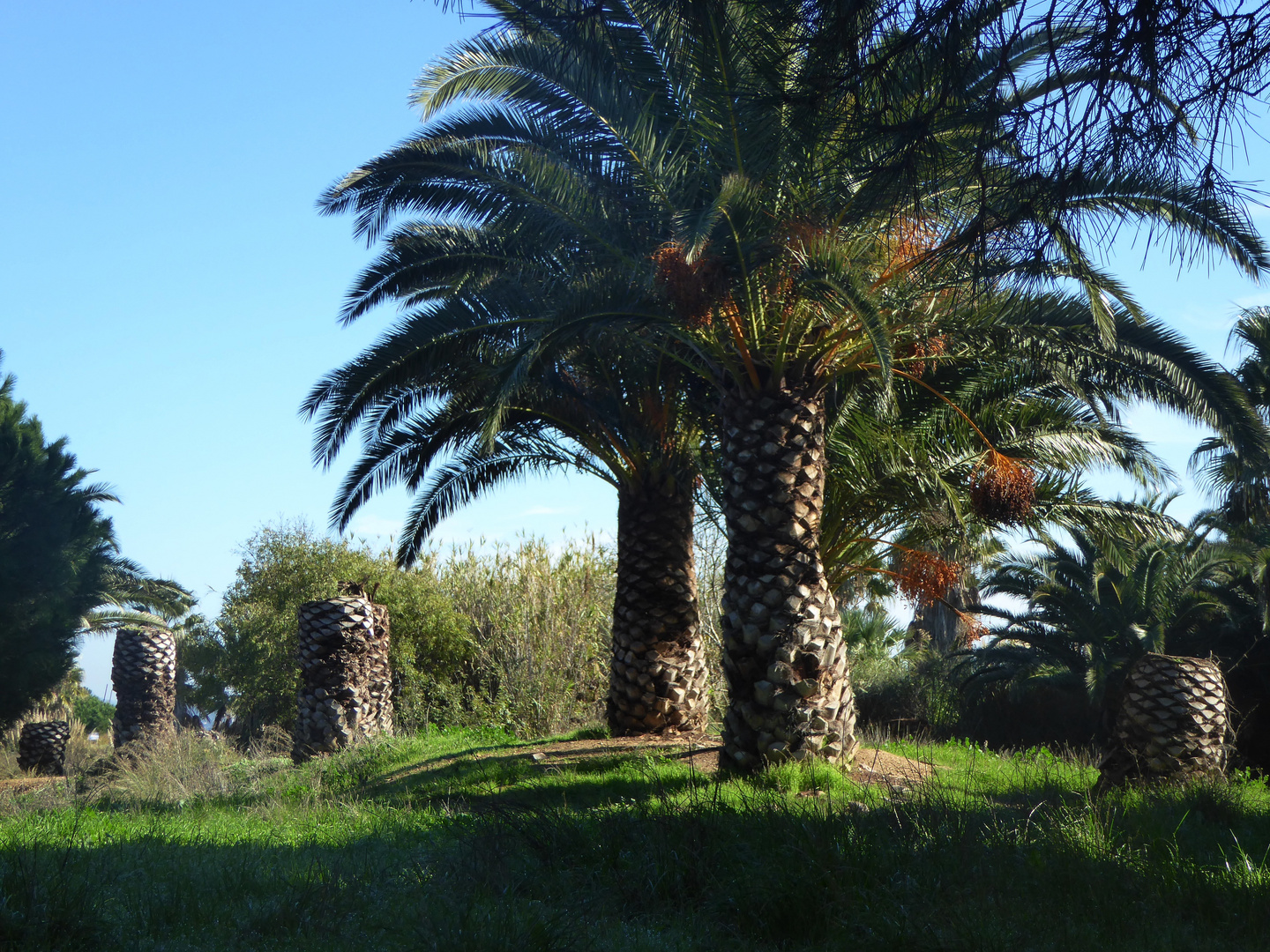 Palmensterben am Mittelmeer (hier Provence)