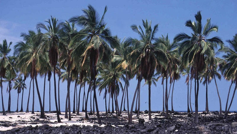 Palmenstrand und Lava auf Big Island