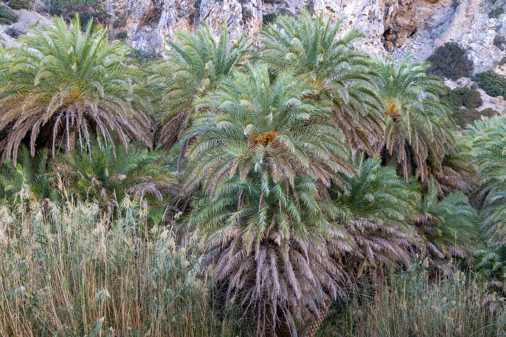 Palmenstrand von Preveli