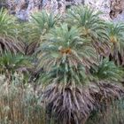 Palmenstrand von Preveli