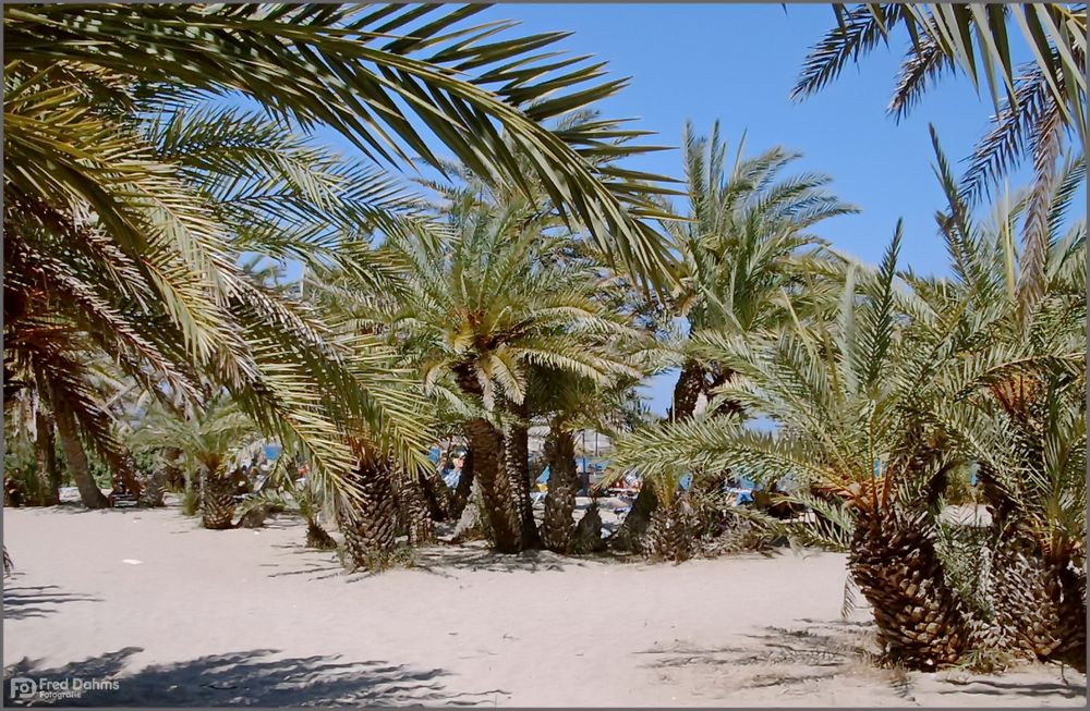 Palmenstrand von Vai, Kreta