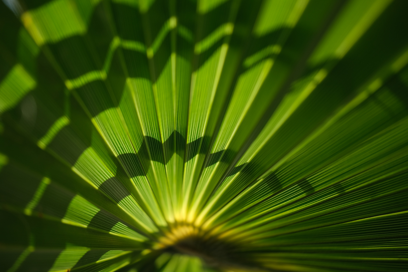 Palmenstrukturschatten