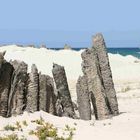 Palmenstümpfe am Strand