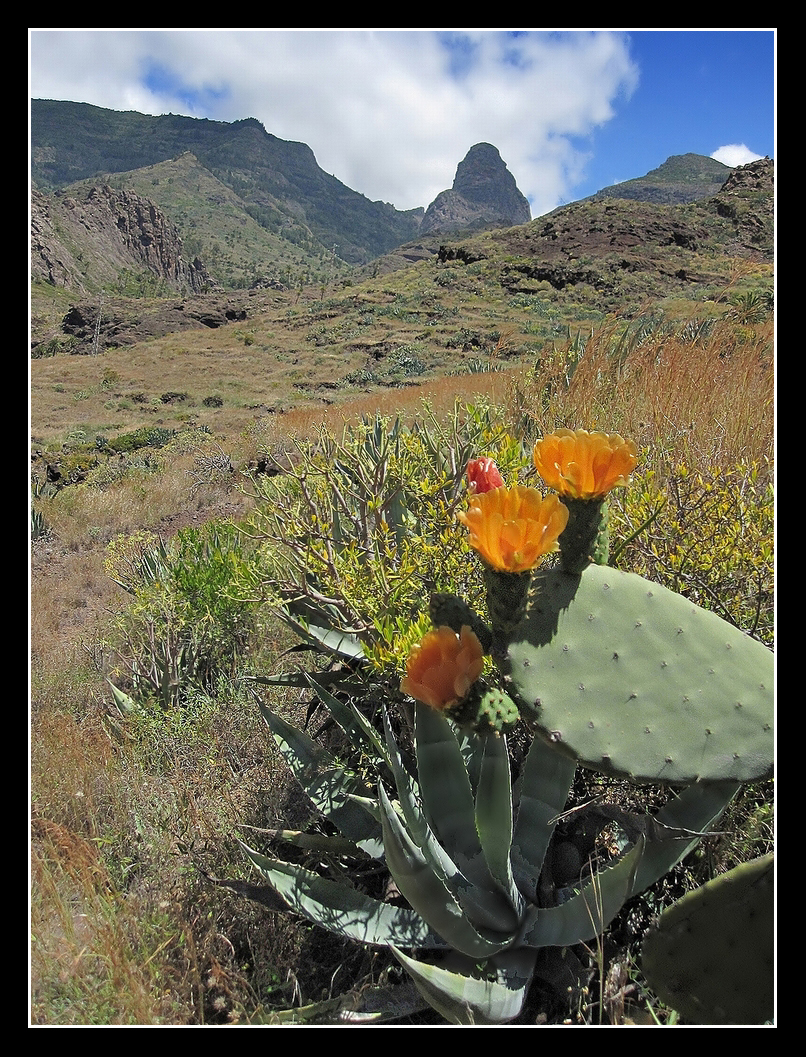 Palmental - Valle Gran Rey - 2010