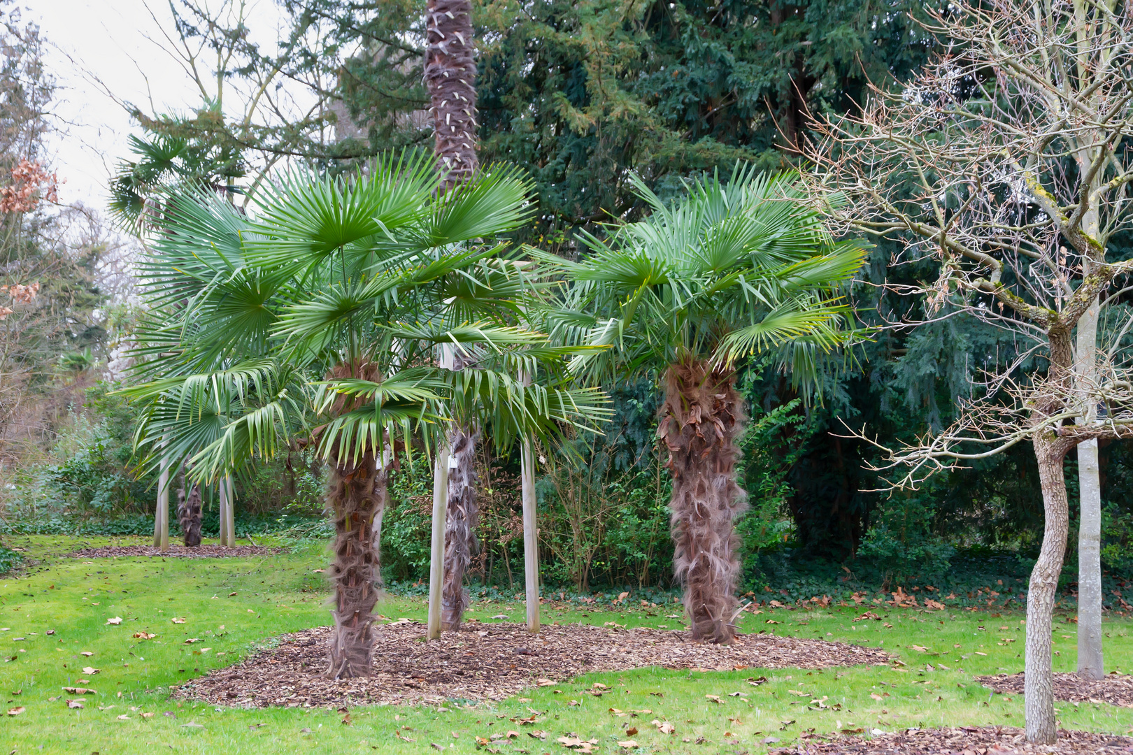 Palmentrio in der Kölner Flora