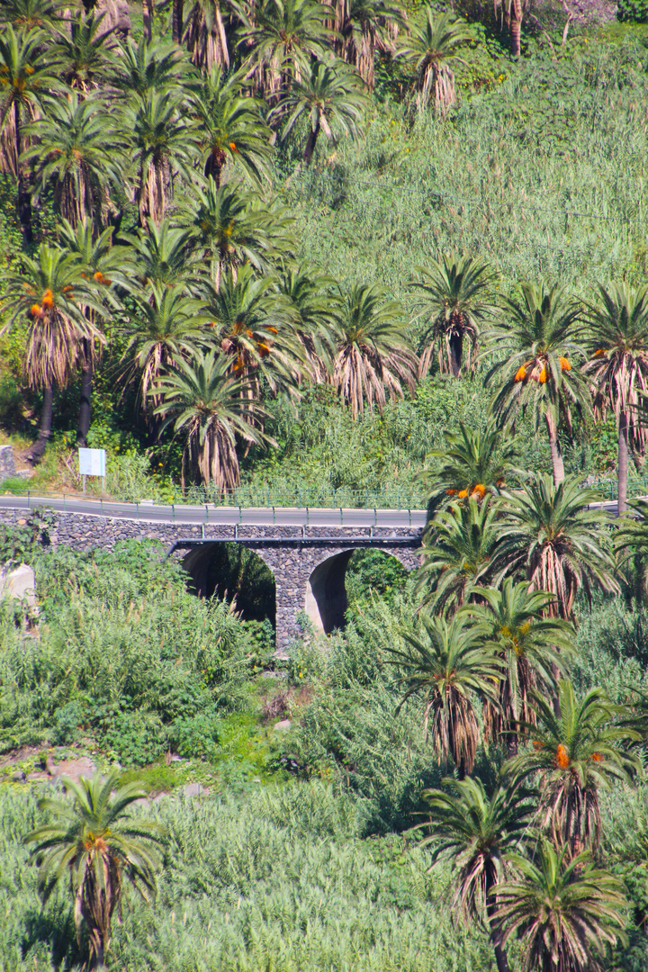 Palmenwald im Valle Gran Rey