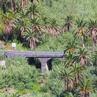 Palmenwald im Valle Gran Rey