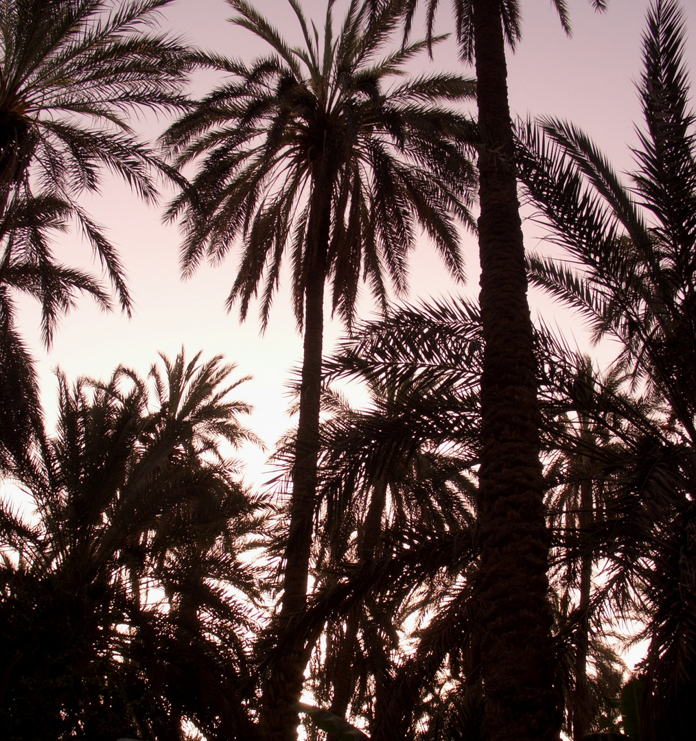 "Palmenwald" irgendwo hinter dem Chott el Djerid