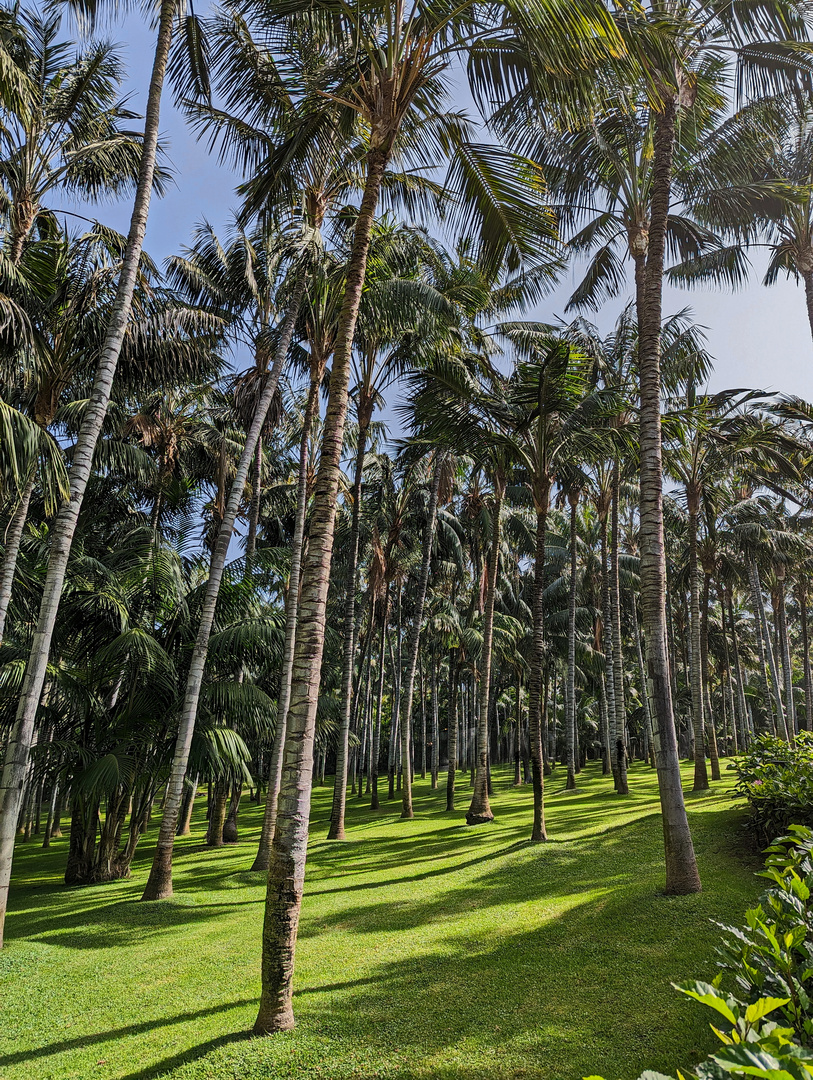 Palmenwald mit Wiese