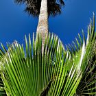 Palmera