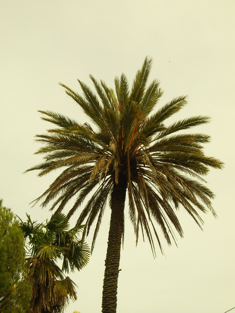 palmera