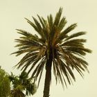 palmera