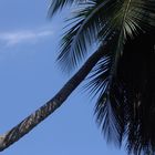 Palmera