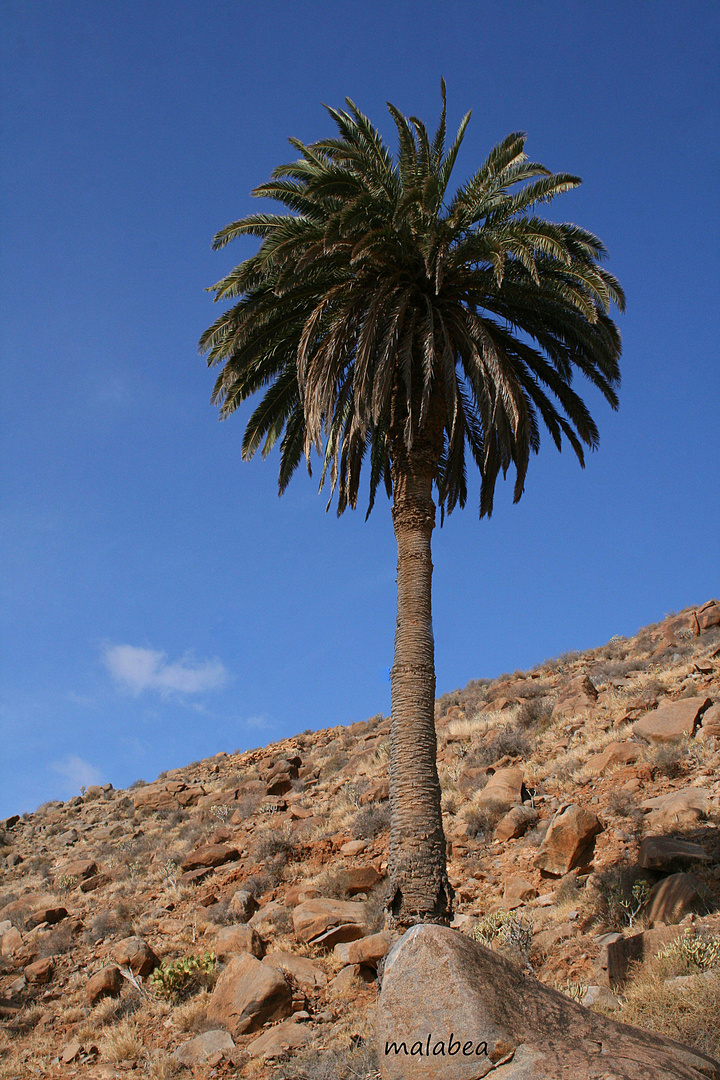 palmera