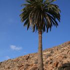 palmera