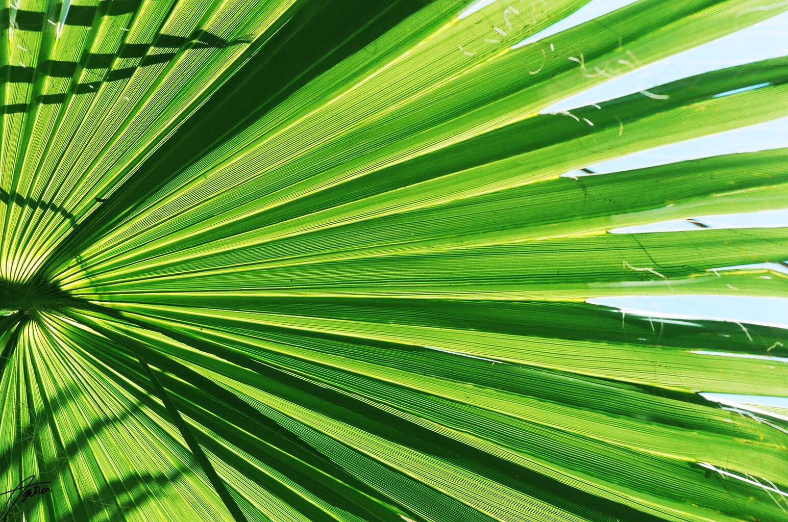 Palmera