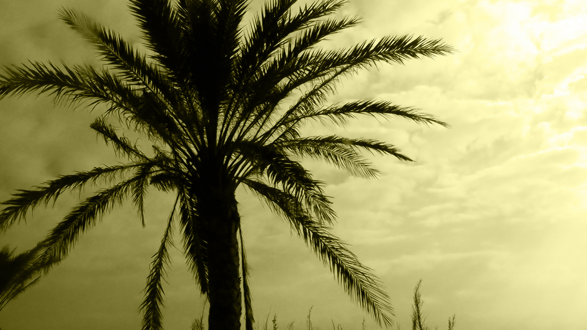 Palmera al atardecer