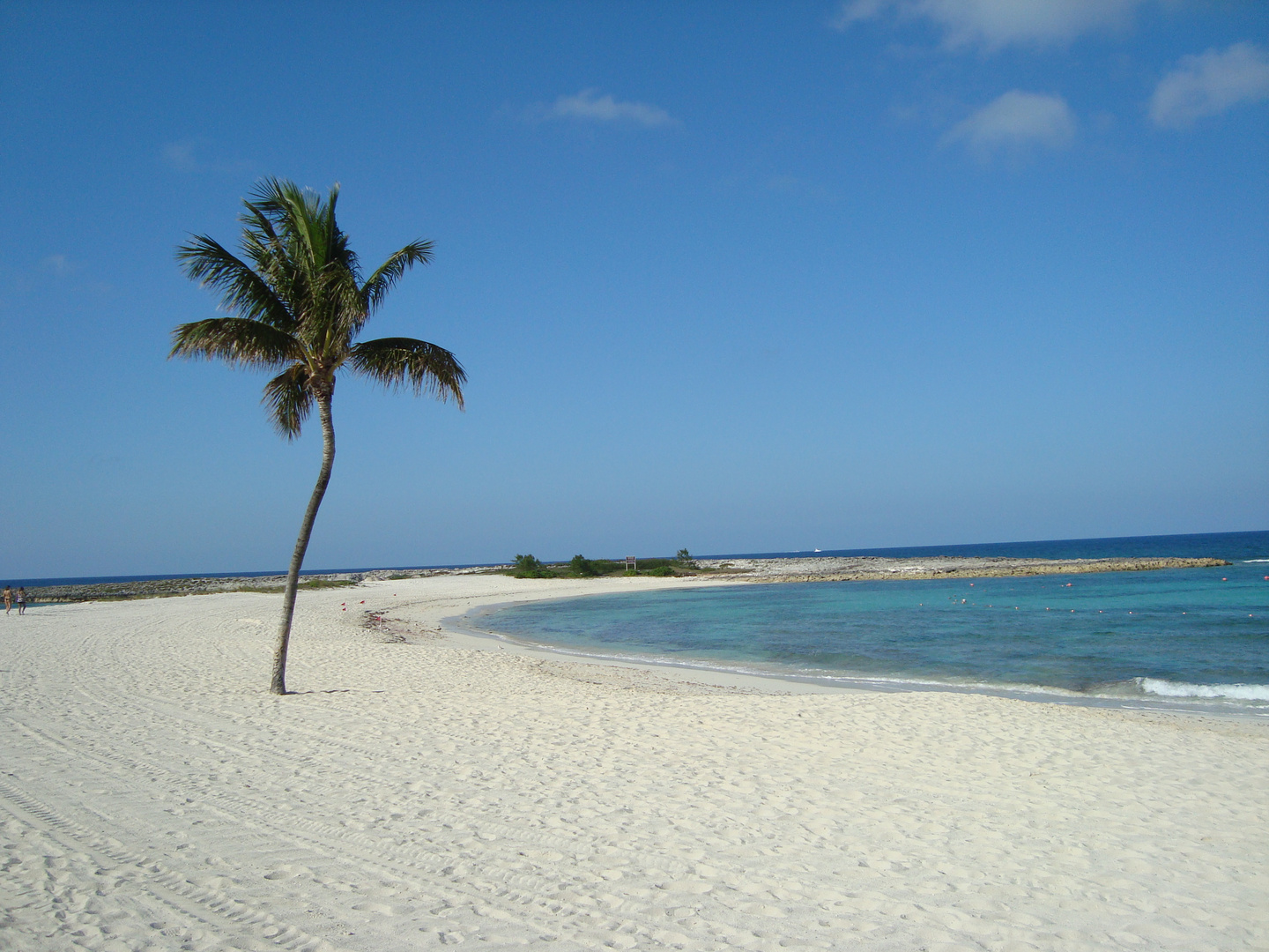 Palmera apartada