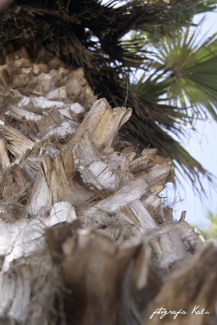 palmera barranquina