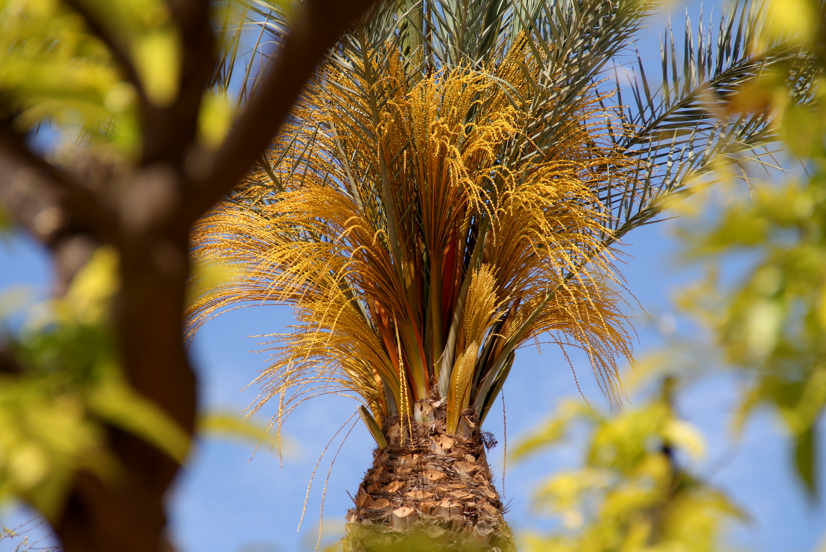 Palmera