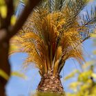 Palmera