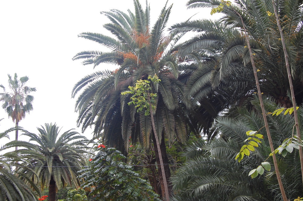 Palmera