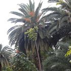 Palmera